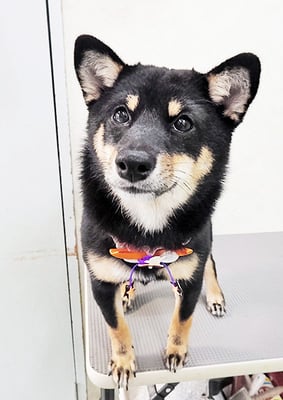 登あんこちゃん