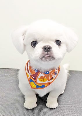 上村ルナちゃん