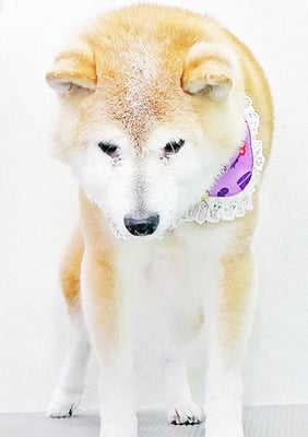 中森ラフちゃん