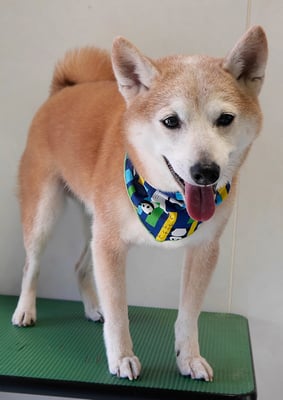 有馬コタロウちゃん