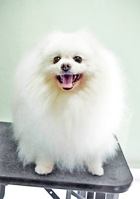 八木ピュアちゃん