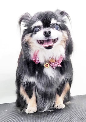 福留まろちゃん