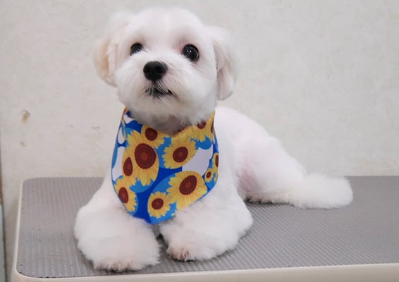 高橋マルちゃん