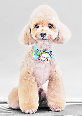 武田獅子丸ちゃん