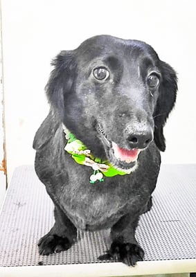 東メロンちゃん