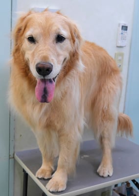 菊川チェリーちゃん