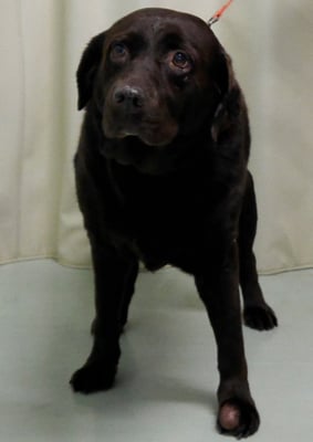 田代チャコちゃん