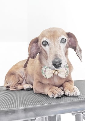 別府モモちゃん