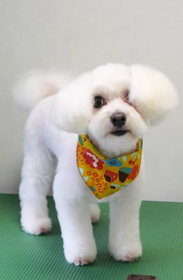 中島フワリちゃん