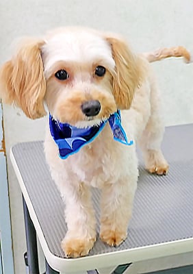 有川クッキーちゃん