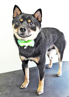 馬場ハルクちゃん