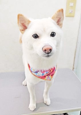 登おもちちゃん