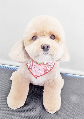 丸山小琴ちゃん