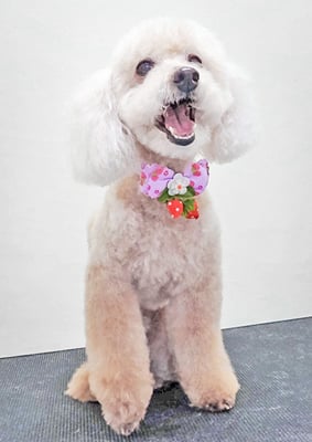 伊集院ペロちゃん