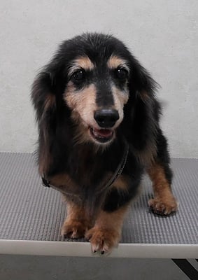 齊野平サンジちゃん