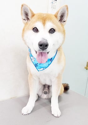 黒田コロちゃん