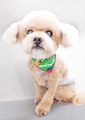 小森チョコちゃん