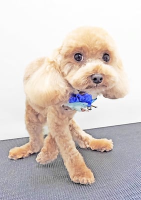 有馬カーリーちゃん