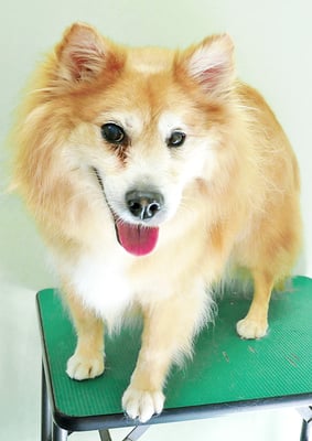 村松ゴンちゃん