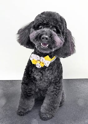 本坊ダノちゃん