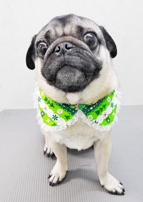 田邊ギンちゃん