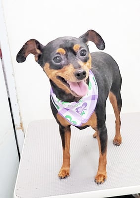 宮下フランちゃん