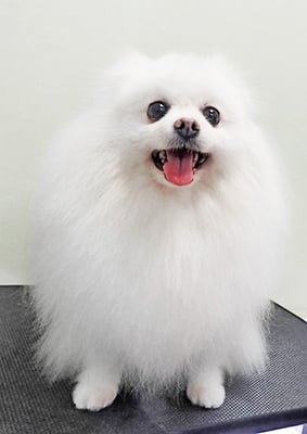 八木ピュアちゃん