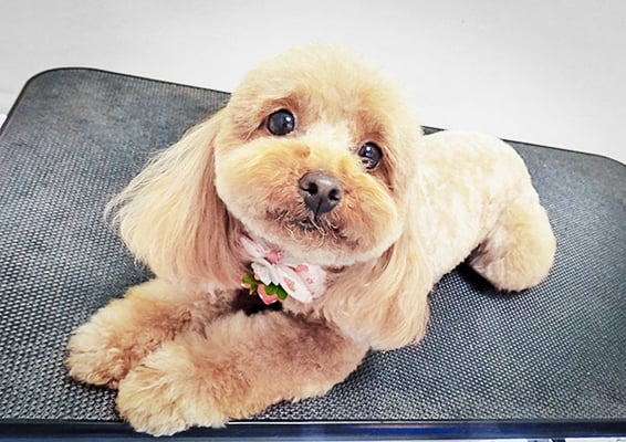 大坪ラテちゃん