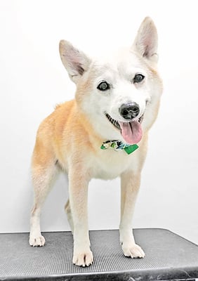 有馬コタロウちゃん