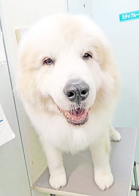 田代メイちゃん