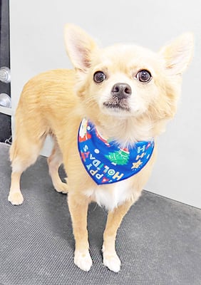 池田リブちゃん