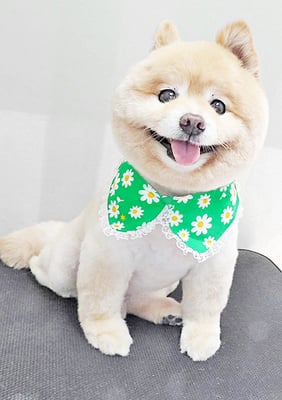 中間小次郎ちゃん