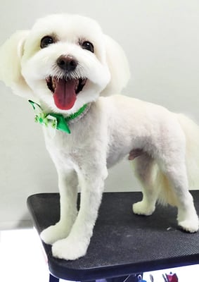 中山マルちゃん