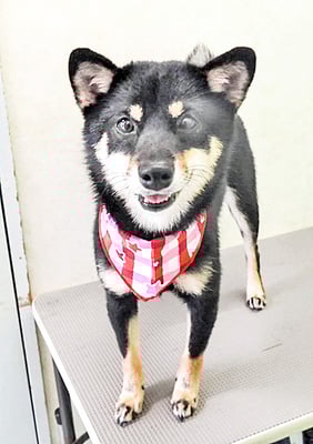 登あんこちゃん