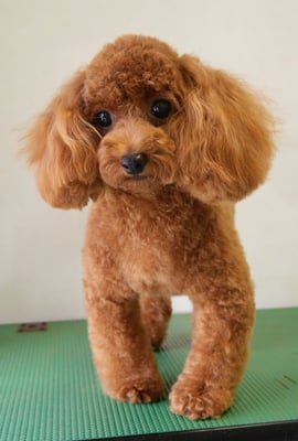 森崎ネネちゃん