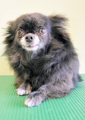 森崎シロちゃん