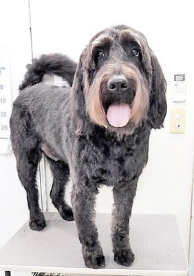 田代ロッティちゃん