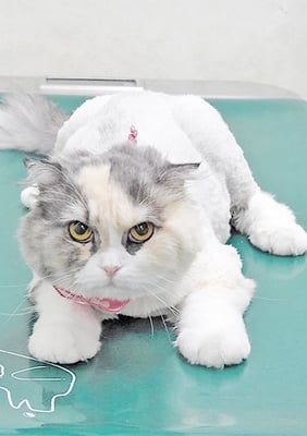 神田くーくーちゃん