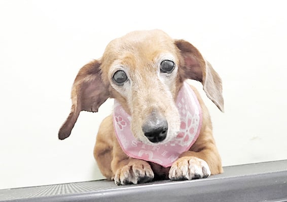 別府モモちゃん