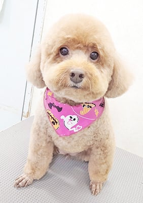 木村プリンちゃん