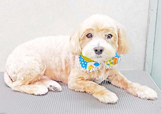 中村ももたろうちゃん