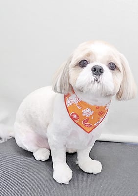 榊原もちちゃん