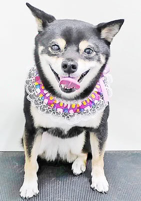 中尾あんずちゃん