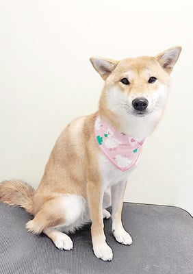 玖須ルビーちゃん