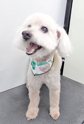 伊集院ペロちゃん