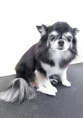 八木クロちゃん