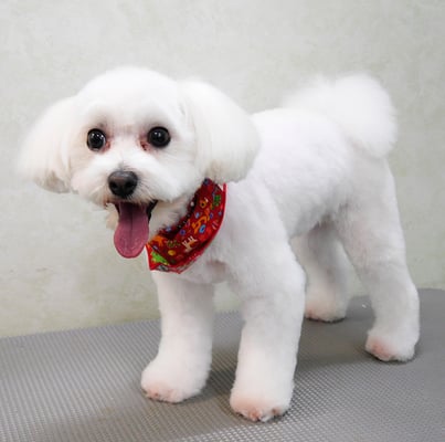 中島フワリちゃん