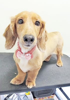 伊藤みとらちゃん