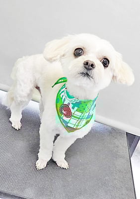 前原バニラちゃん