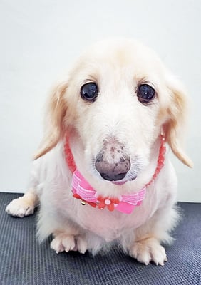 鳥越ハッピーちゃん